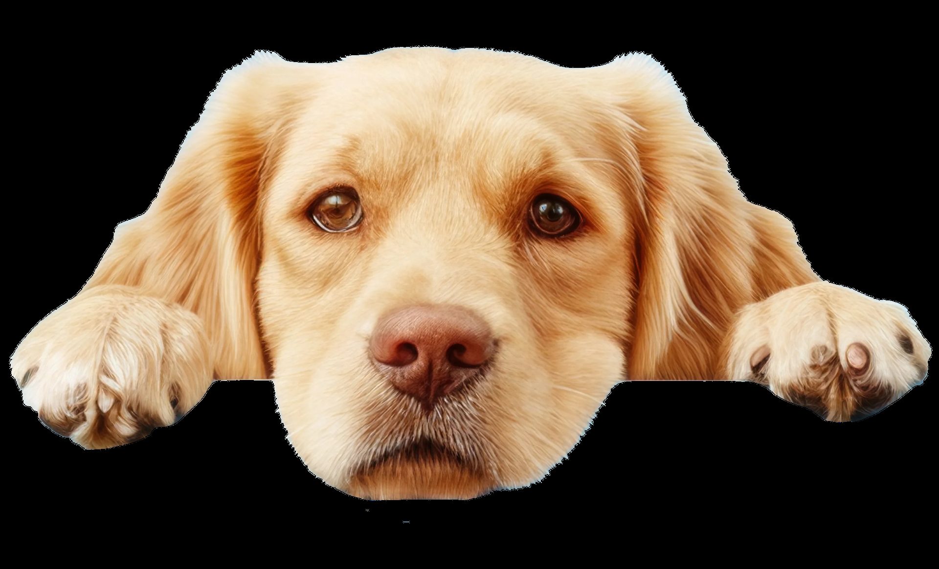 Proud partners with Service Dogs for Veterans
